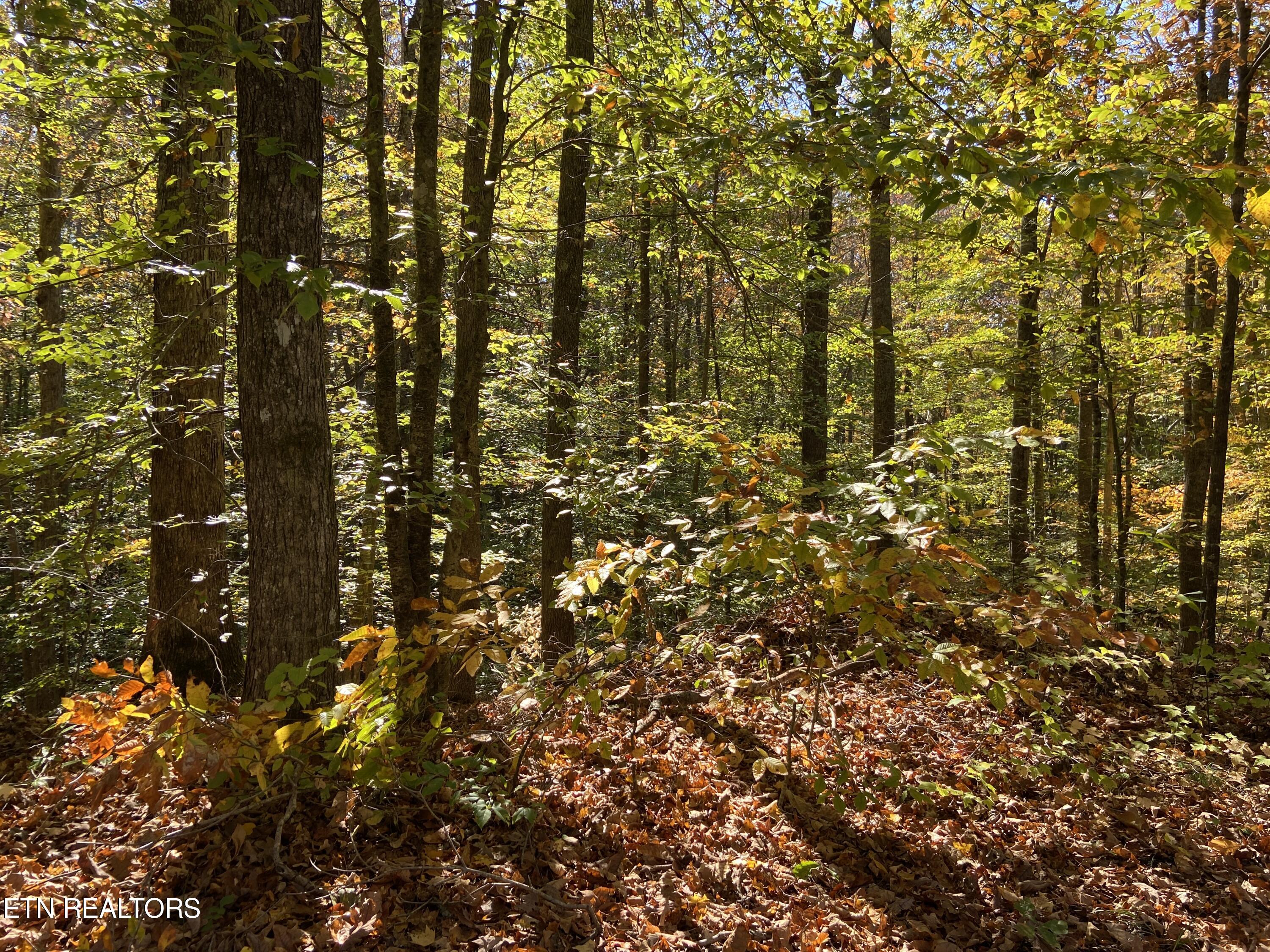 Jupiter Way Dandridge, TN 37725 - Photo 4 of 13 Jupiter Way