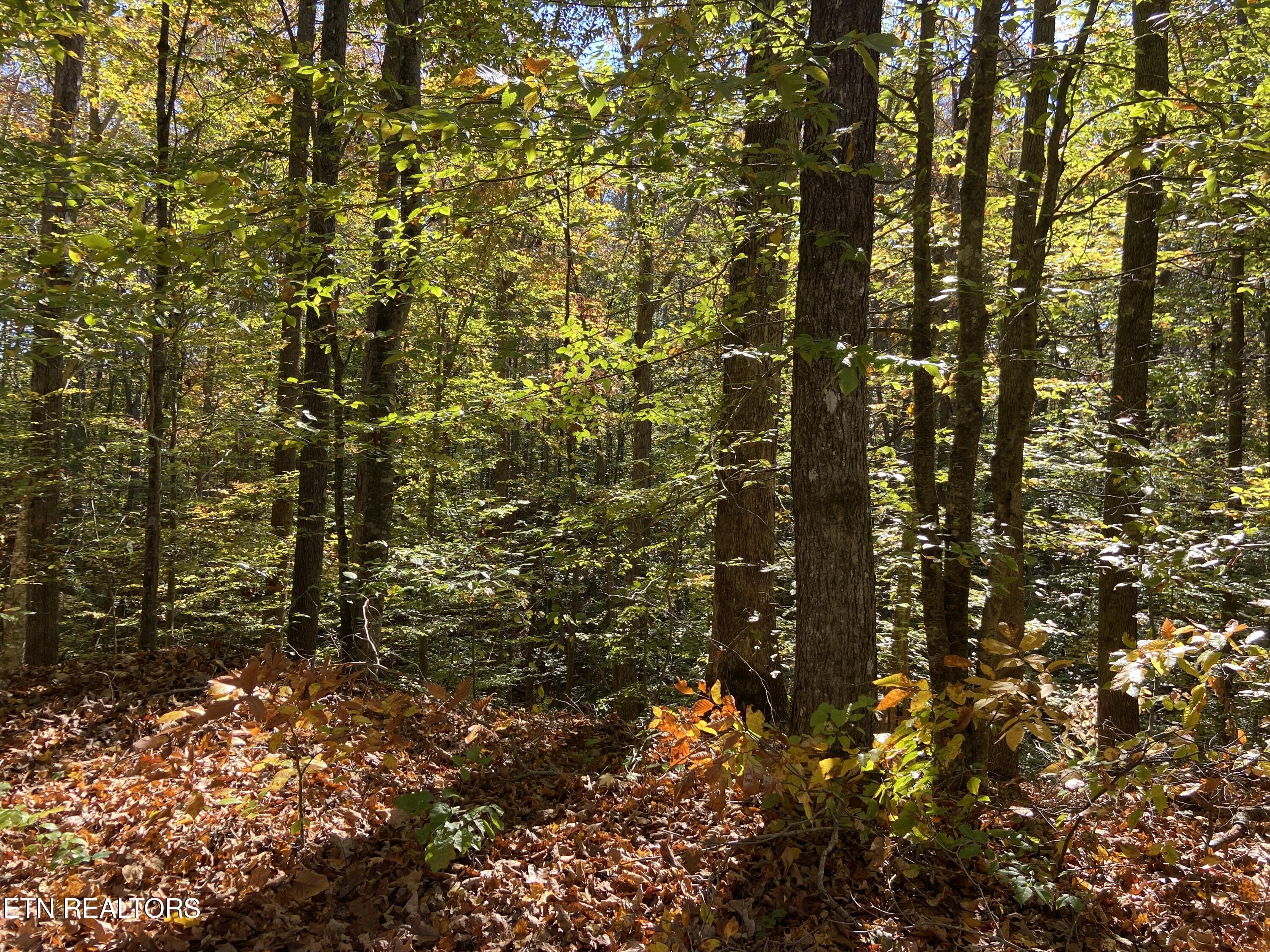 Jupiter Way Dandridge, TN 37725 - Photo 5 of 13 Jupiter Way