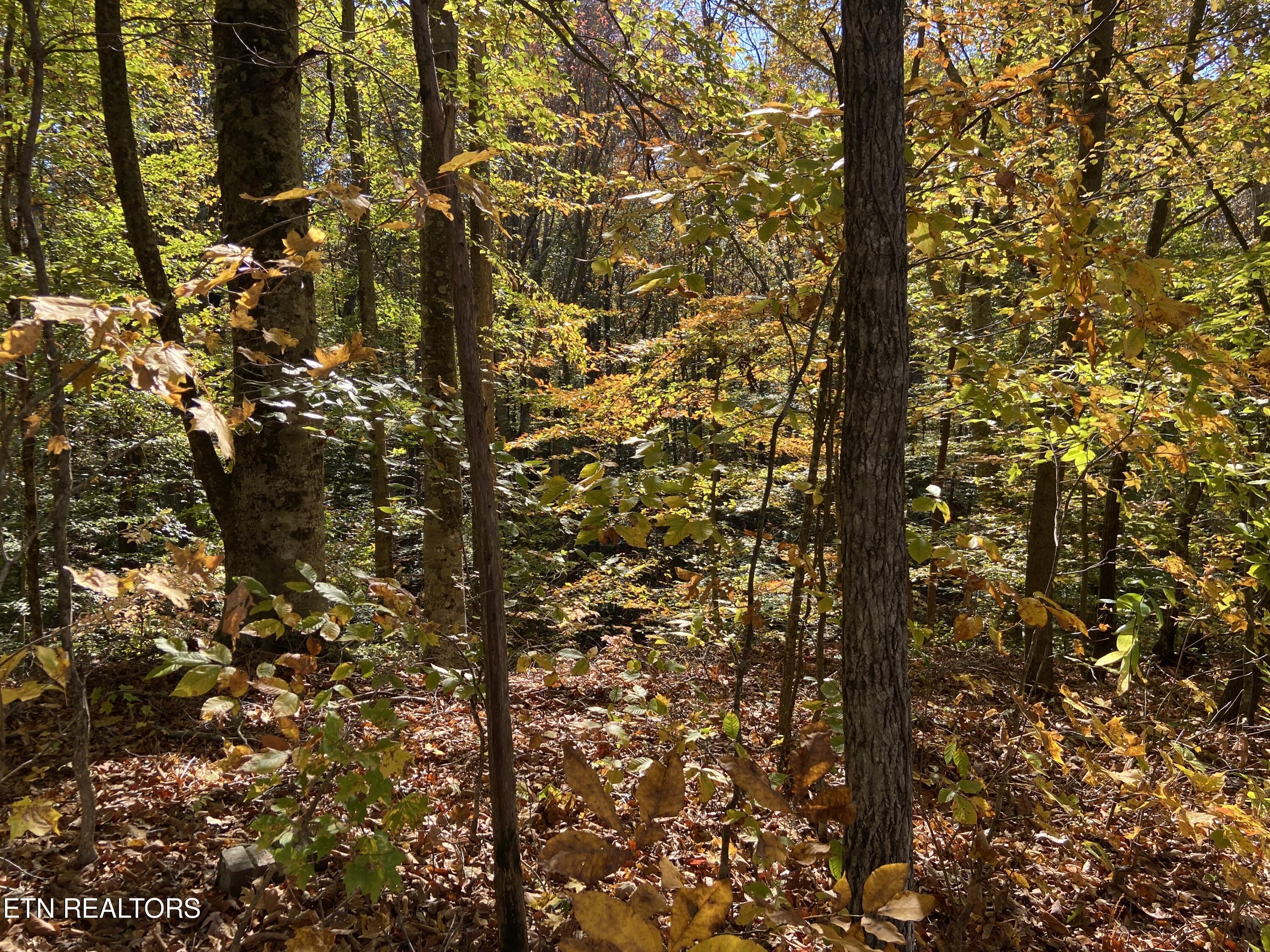 Jupiter Way Dandridge, TN 37725 - Photo 6 of 13 Jupiter Way