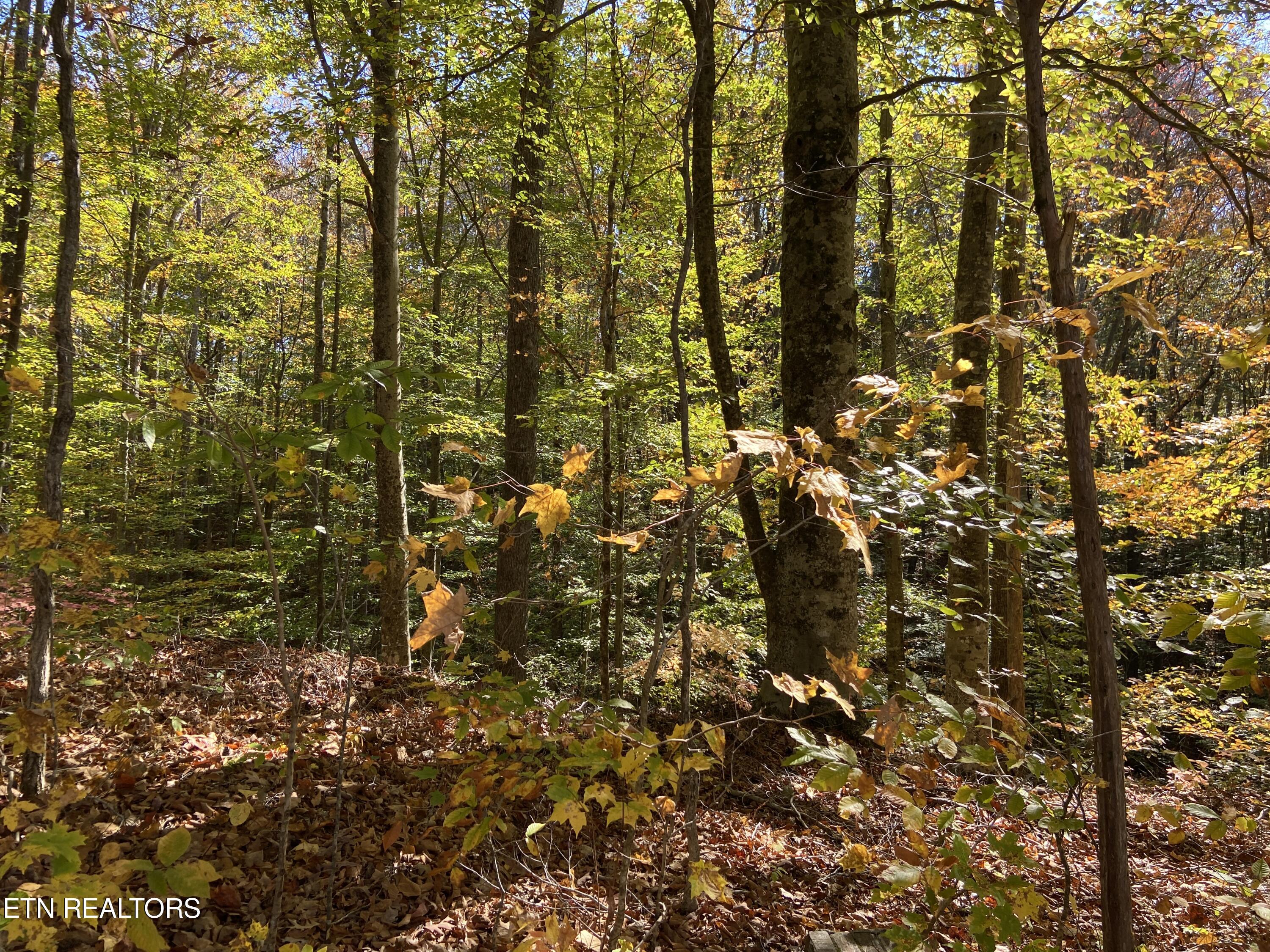 Jupiter Way Dandridge, TN 37725 - Photo 7 of 13 Jupiter Way