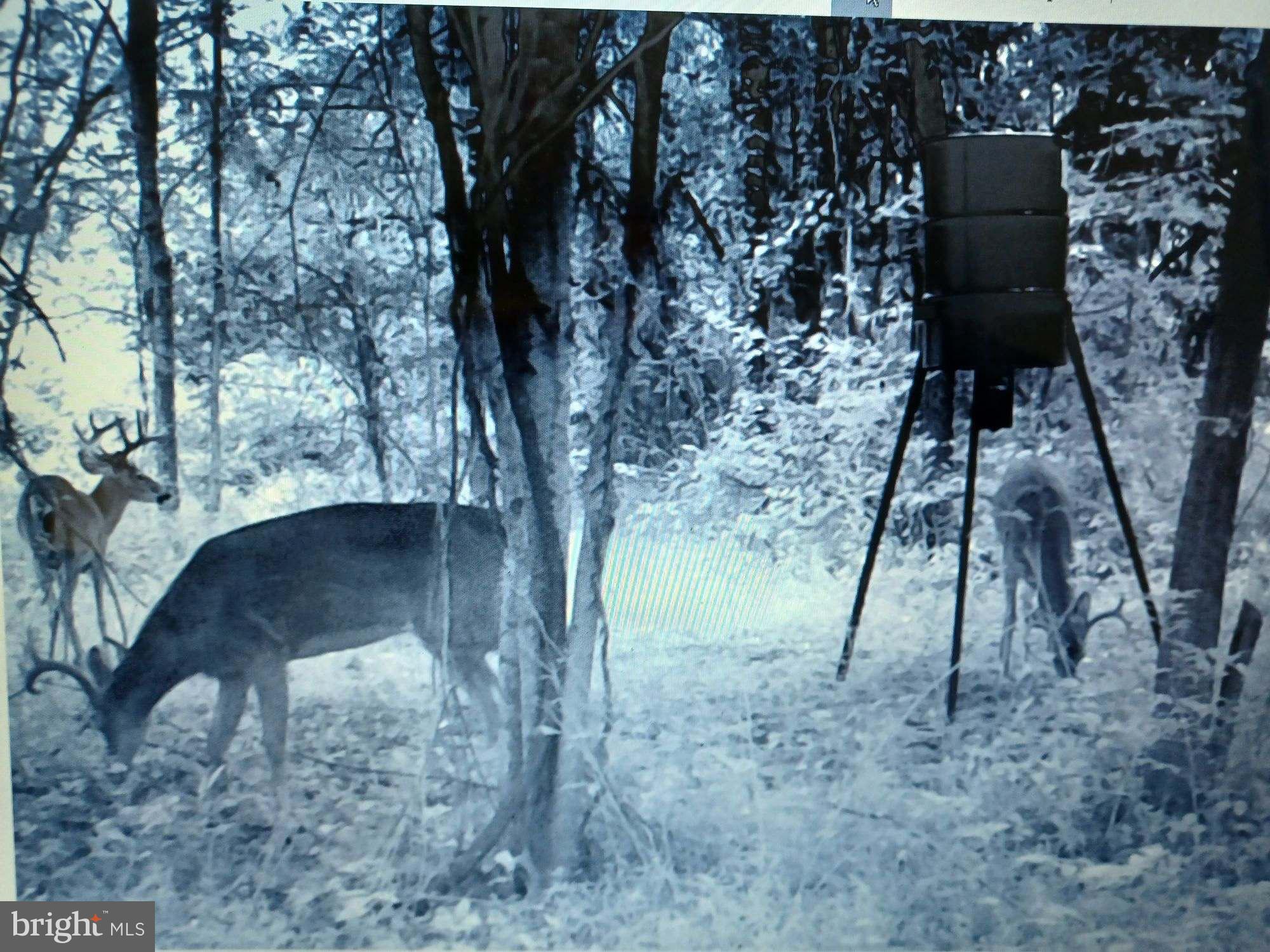 20 Cox Road Colora, MD 21917 - Photo 36 of 38 a view of yard