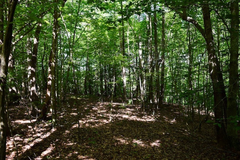 Swelling Road Ferrum, VA 24088 - Photo 22 of 46 Gallery Image 22