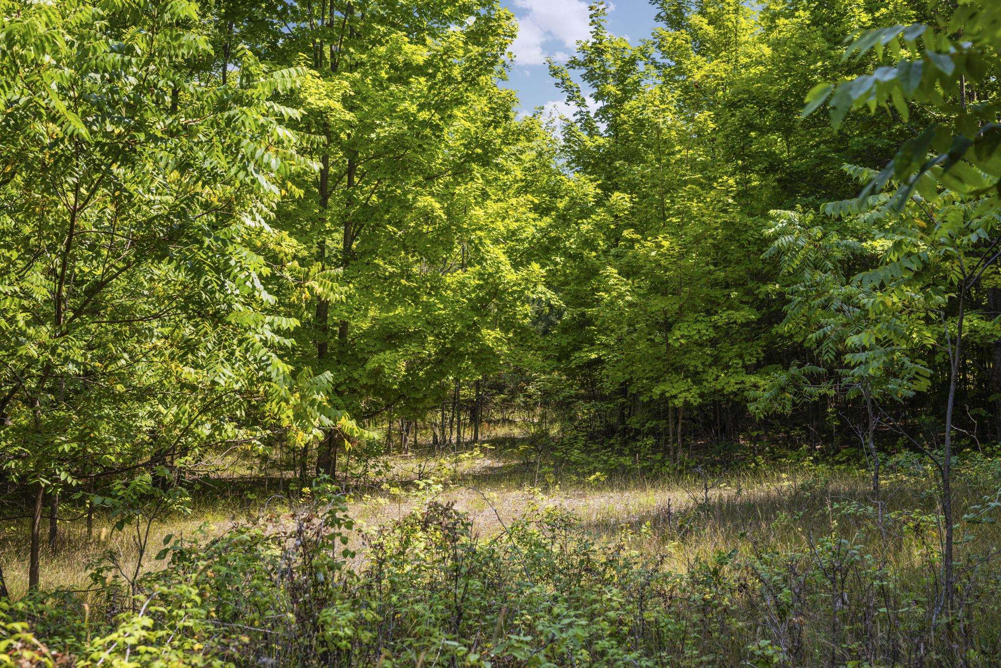 South Hill Road Cedar, MI 49621 - Photo 4 of 15