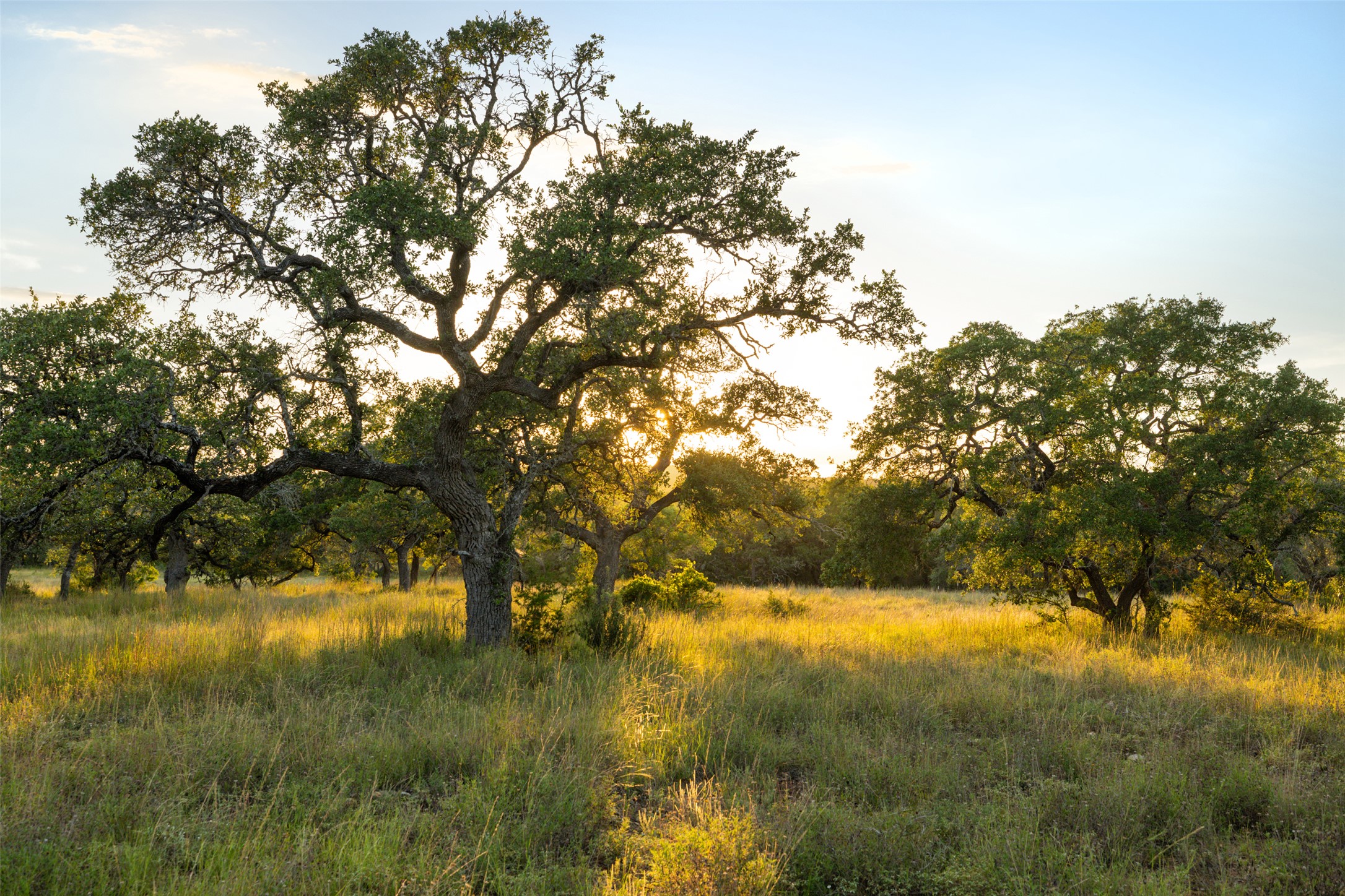 5776-16 Rm 165 Blanco, TX 78606 - Photo 2 of 6 View of undeveloped land