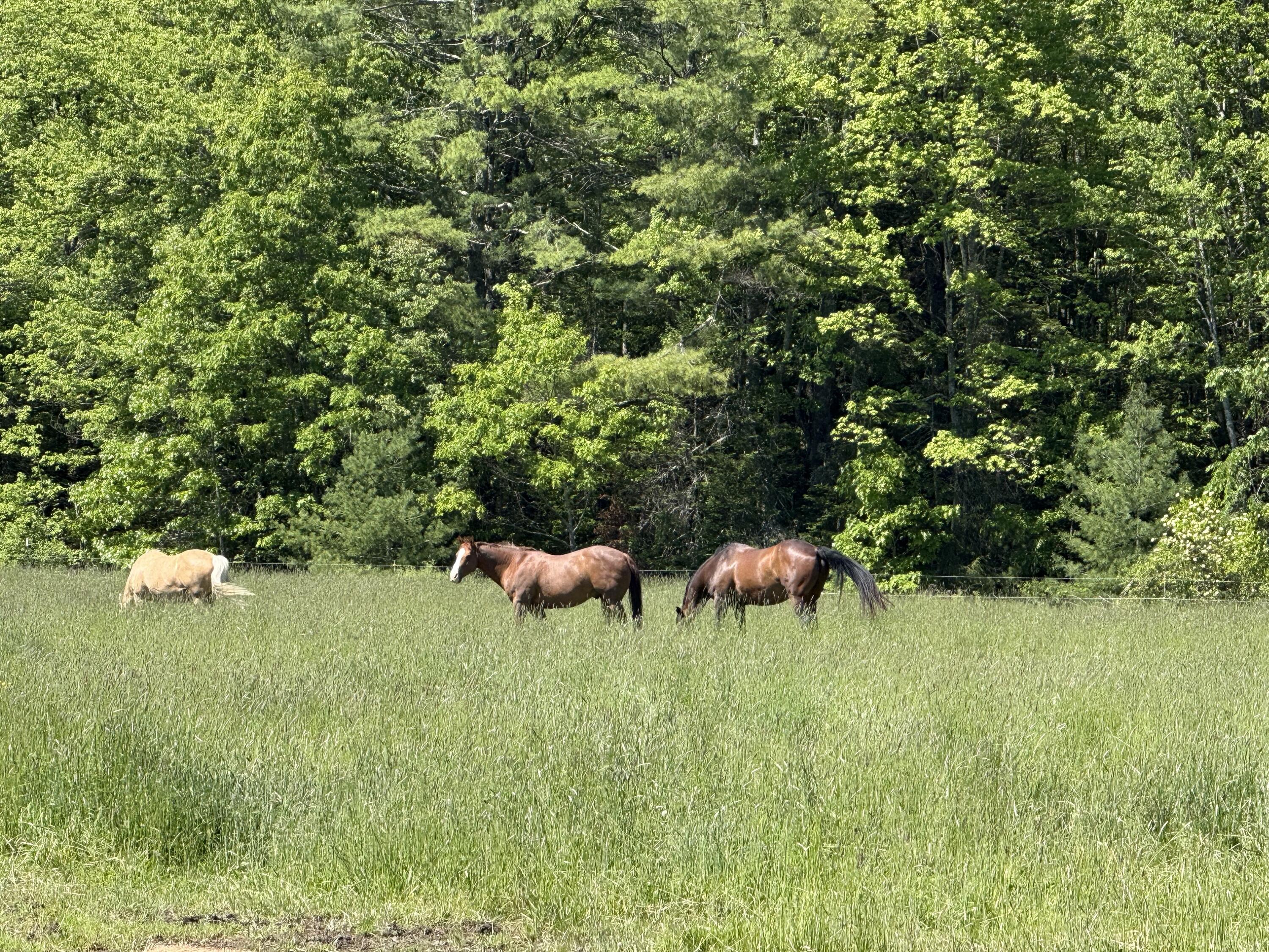 951 Limerick Road Arundel, ME 04046 - Photo 39 of 47 Grazing Areas