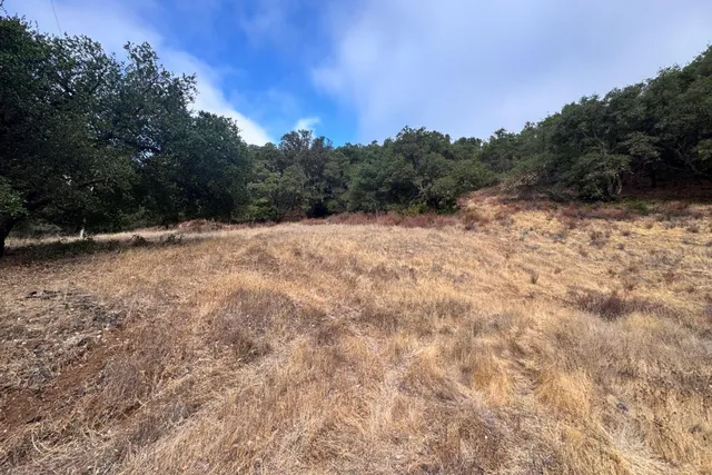 a view of empty field with trees in background