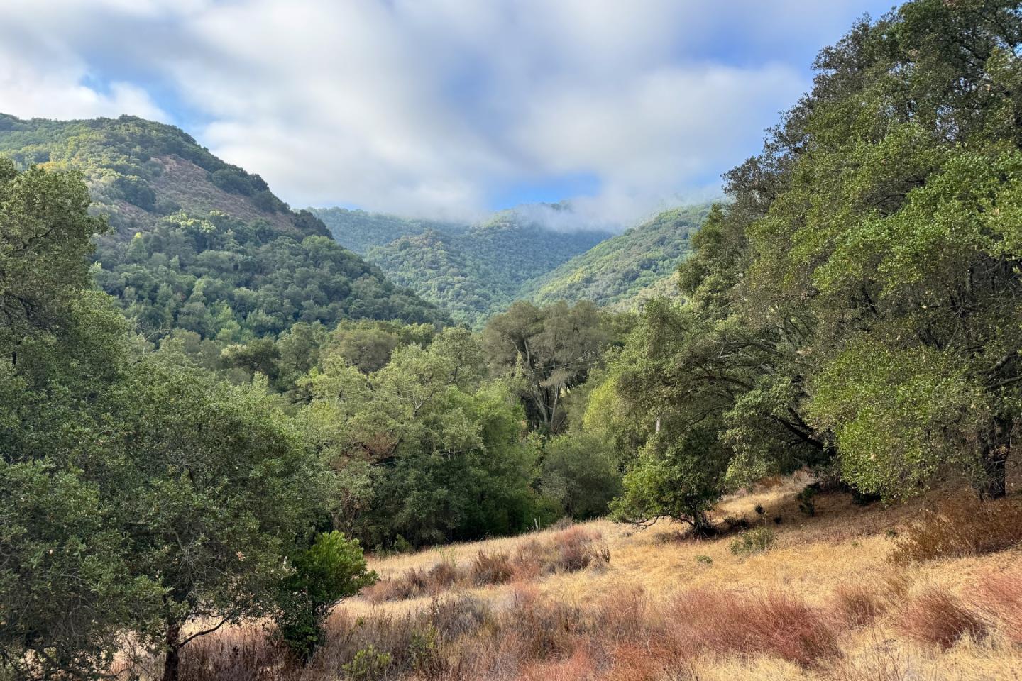 0 Wagner Road Los Gatos, CA 95030 - Photo 16 of 37 a view of a dry yard with trees