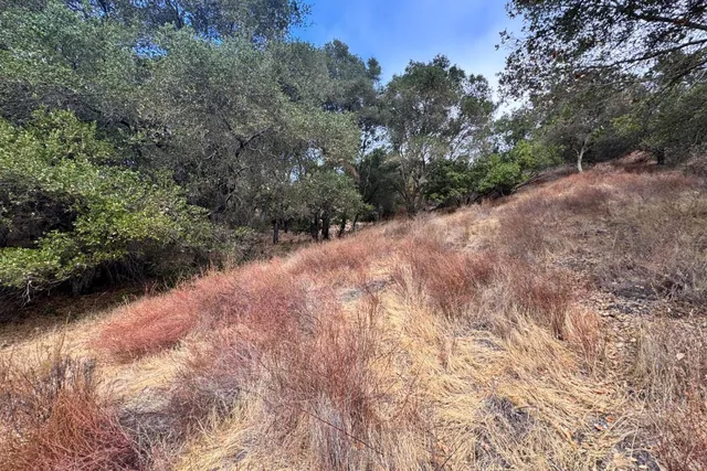a view of a forest with trees in the background