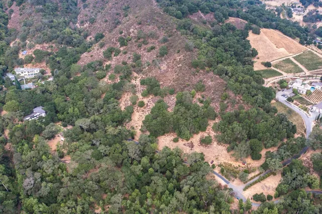 a view of a forest with a tree
