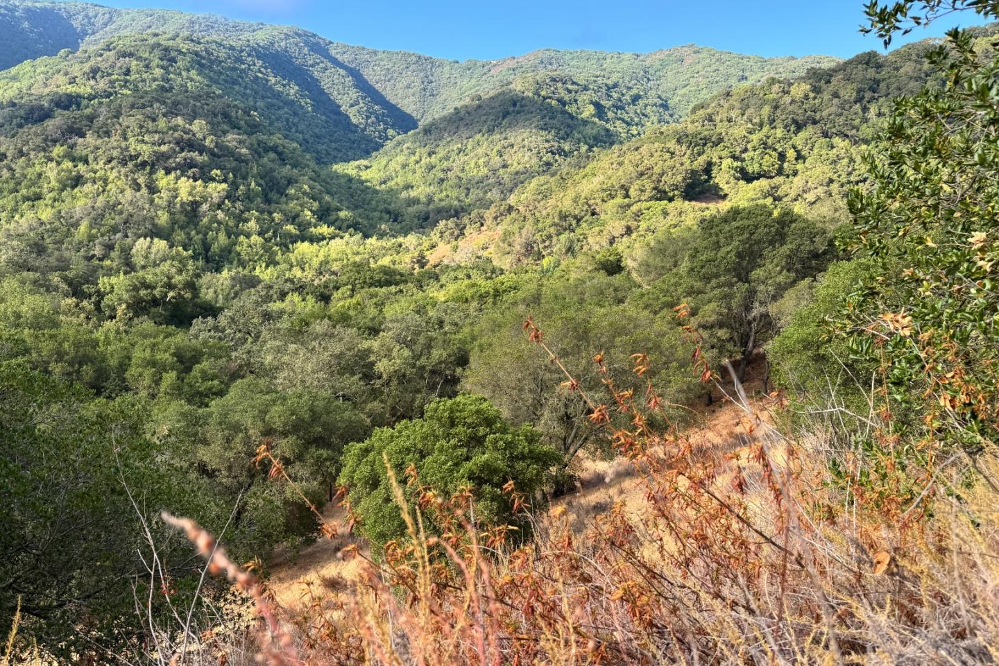 0 Wagner Road Los Gatos, CA 95030 - Photo 21 of 37 a view of a forest with a tree