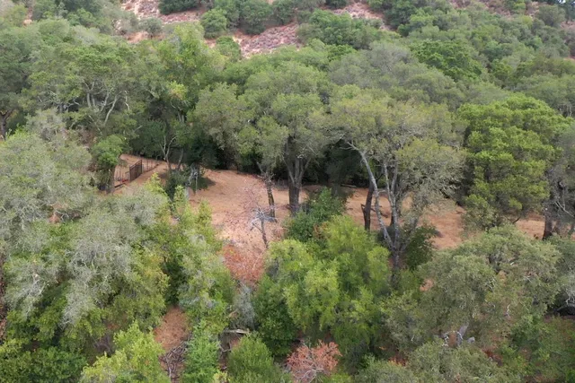 a view of a forest with a house