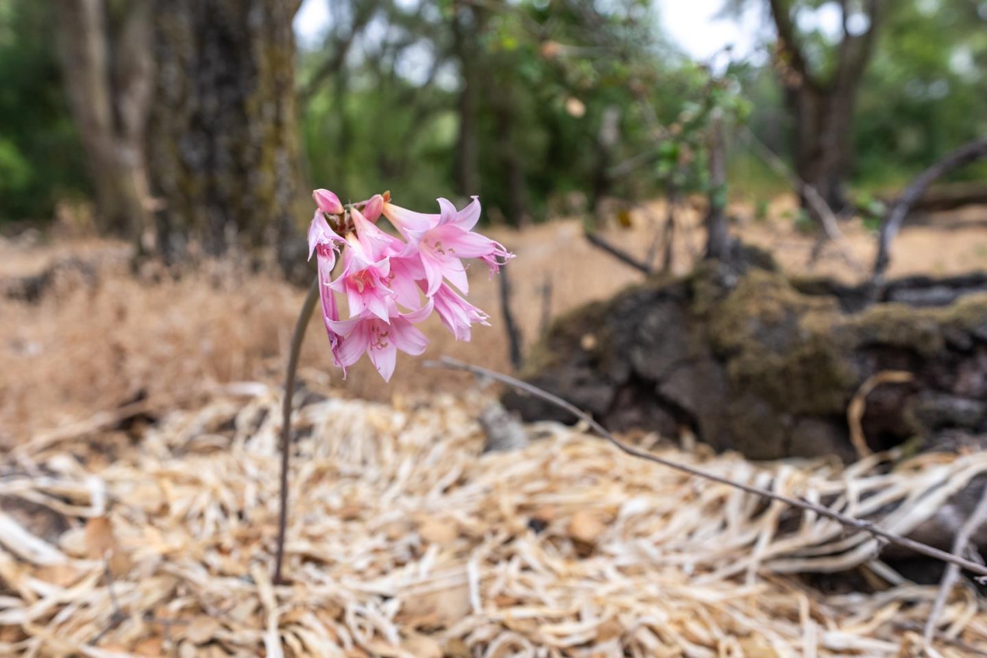0 Wagner Road Los Gatos, CA 95030 - Photo 27 of 37 a backyard of a house