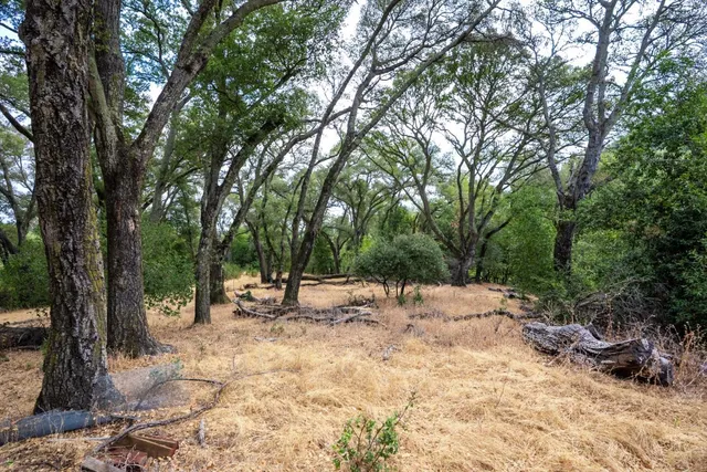 a view of a backyard with a large tree