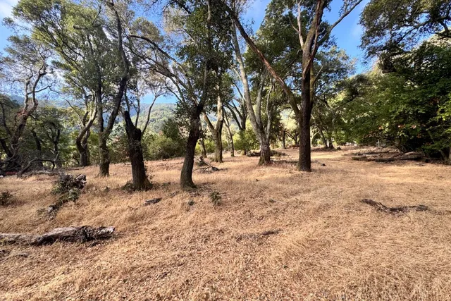 a view of empty space with trees