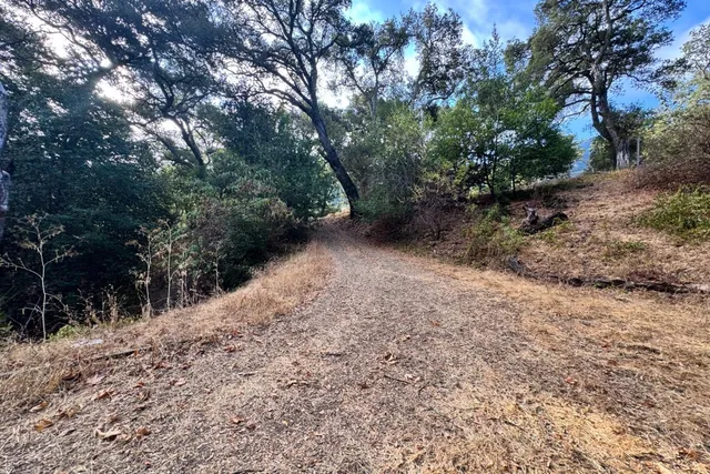 a view of a forest with trees in the background