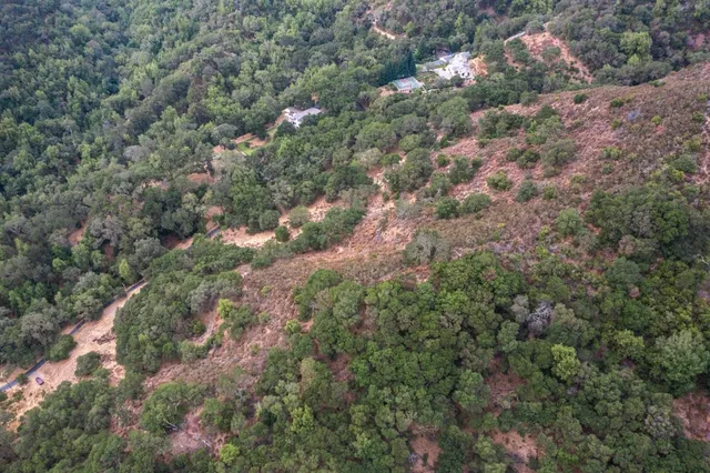 a view of a forest with a tree