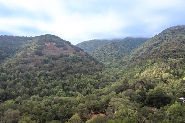 an aerial view of houses covered in trees
