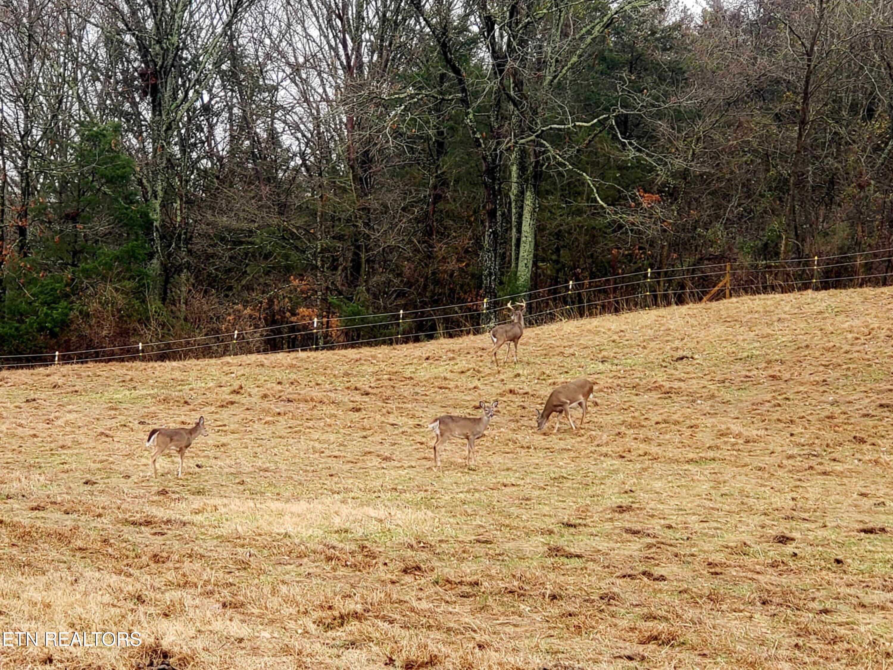 2143 Everett Road Knoxville, TN 37932 - Photo 7 of 44 Pasture