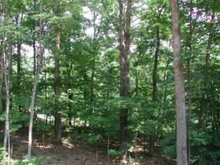 0 Aps Knob Road New Castle, VA 24127 - Photo 4 of 6 photo