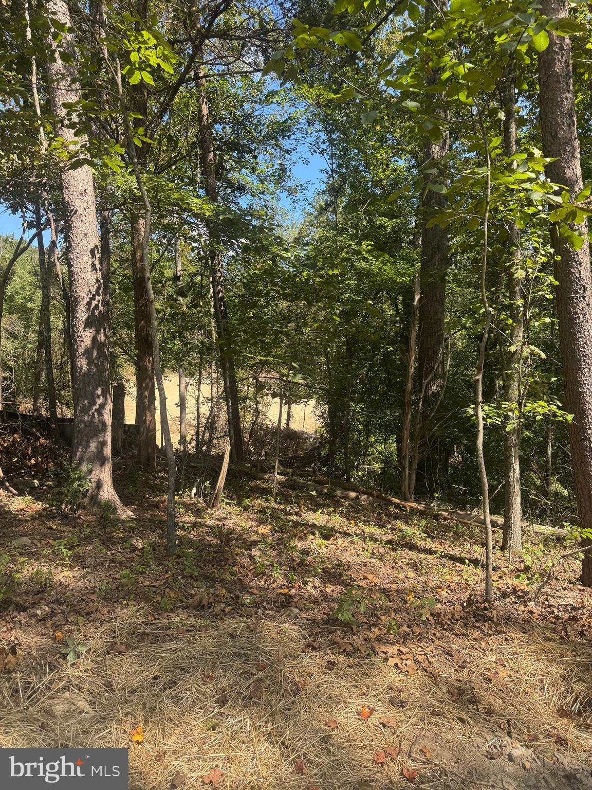 Vacant Land Cabin Branch Road Marshall, VA 20115 - Photo 13 of 28 a view of outdoor space with trees
