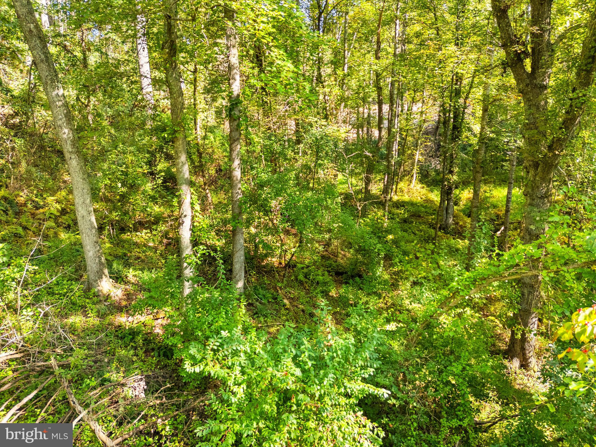Vacant Land Cabin Branch Road Marshall, VA 20115 - Photo 18 of 28 a view of a tree