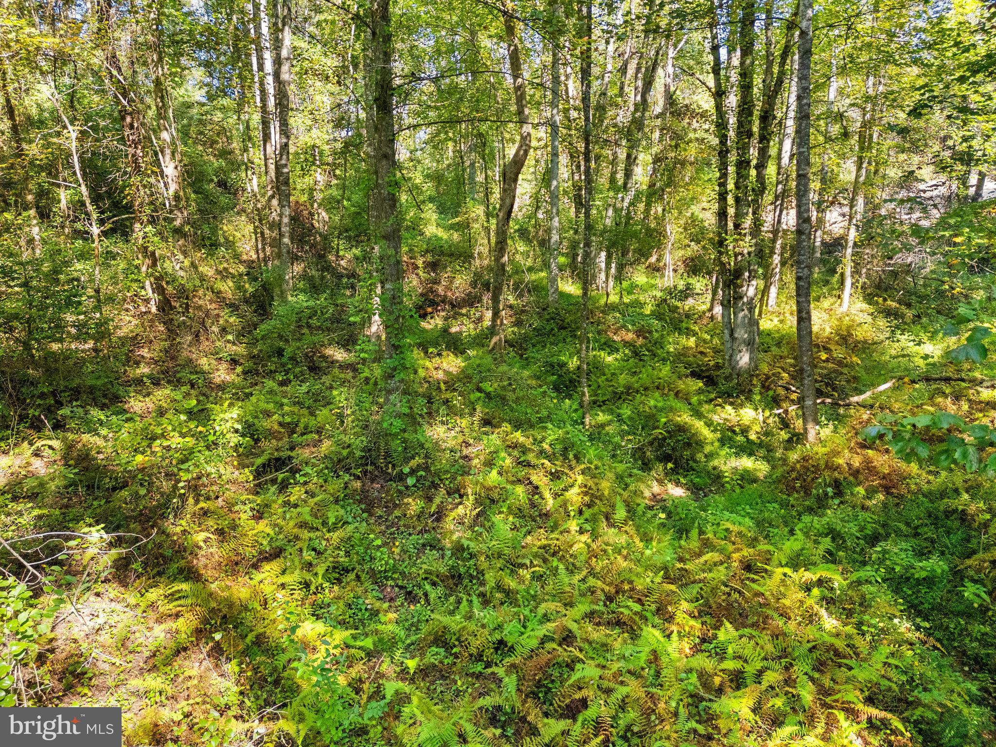 Vacant Land Cabin Branch Road Marshall, VA 20115 - Photo 21 of 28 a view of a large yard