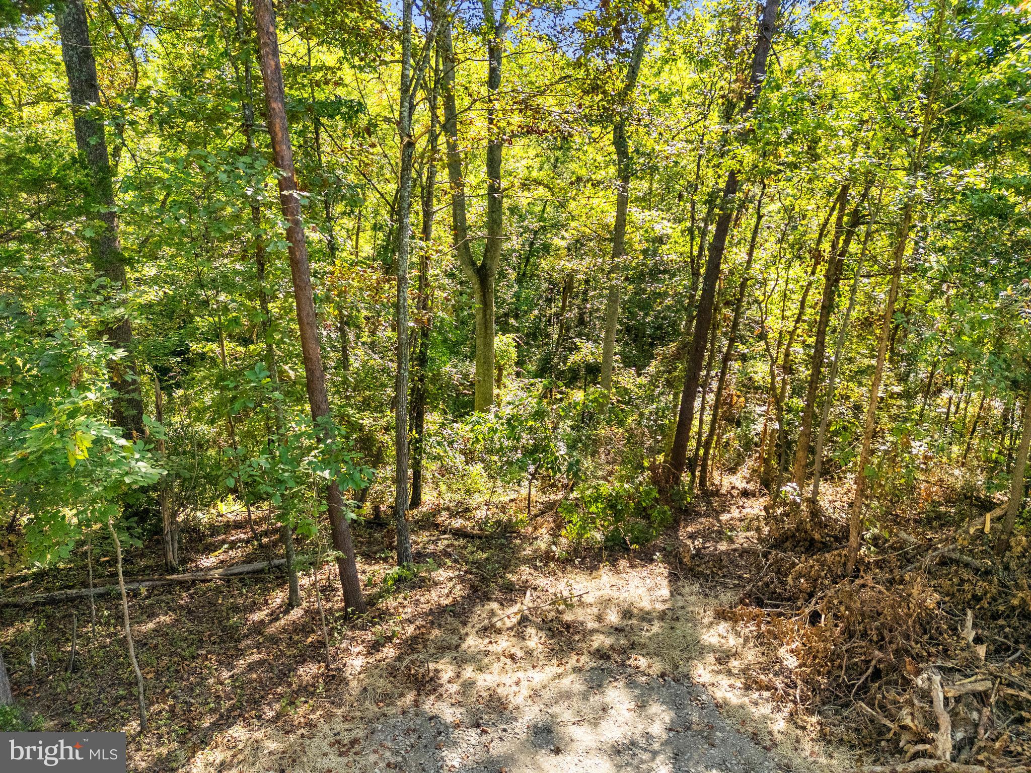 Vacant Land Cabin Branch Road Marshall, VA 20115 - Photo 22 of 28 a view of a yard with plants and large trees