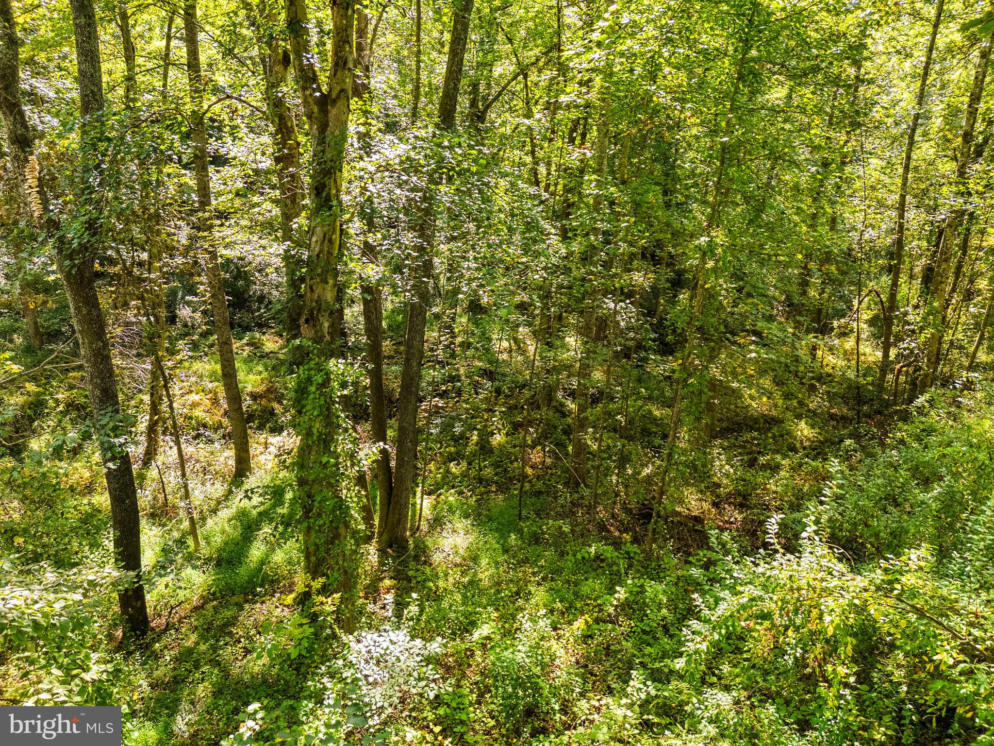 Vacant Land Cabin Branch Road Marshall, VA 20115 - Photo 23 of 28 a view of a yard