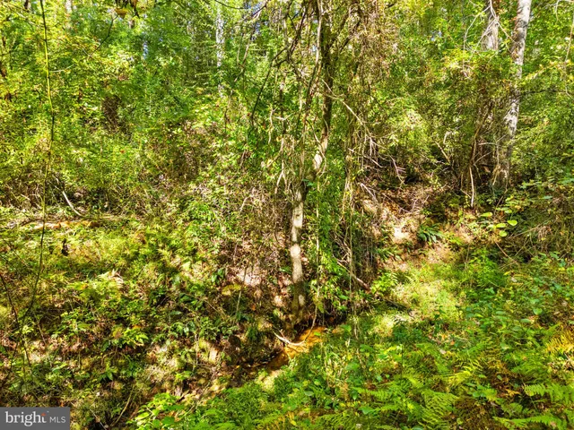 a view of a tree in a yard