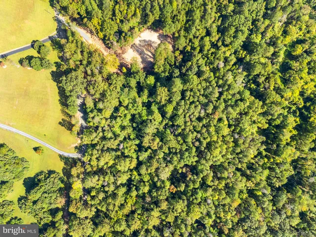a view of a large tree
