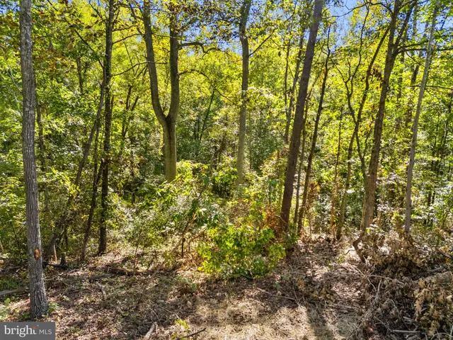 a view of a yard with large trees