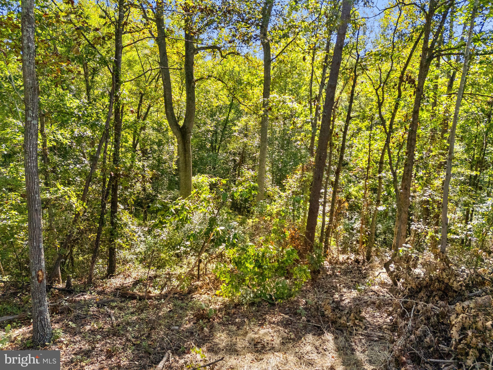 Vacant Land Cabin Branch Road Marshall, VA 20115 - Photo 8 of 28 a view of a yard with plants and trees