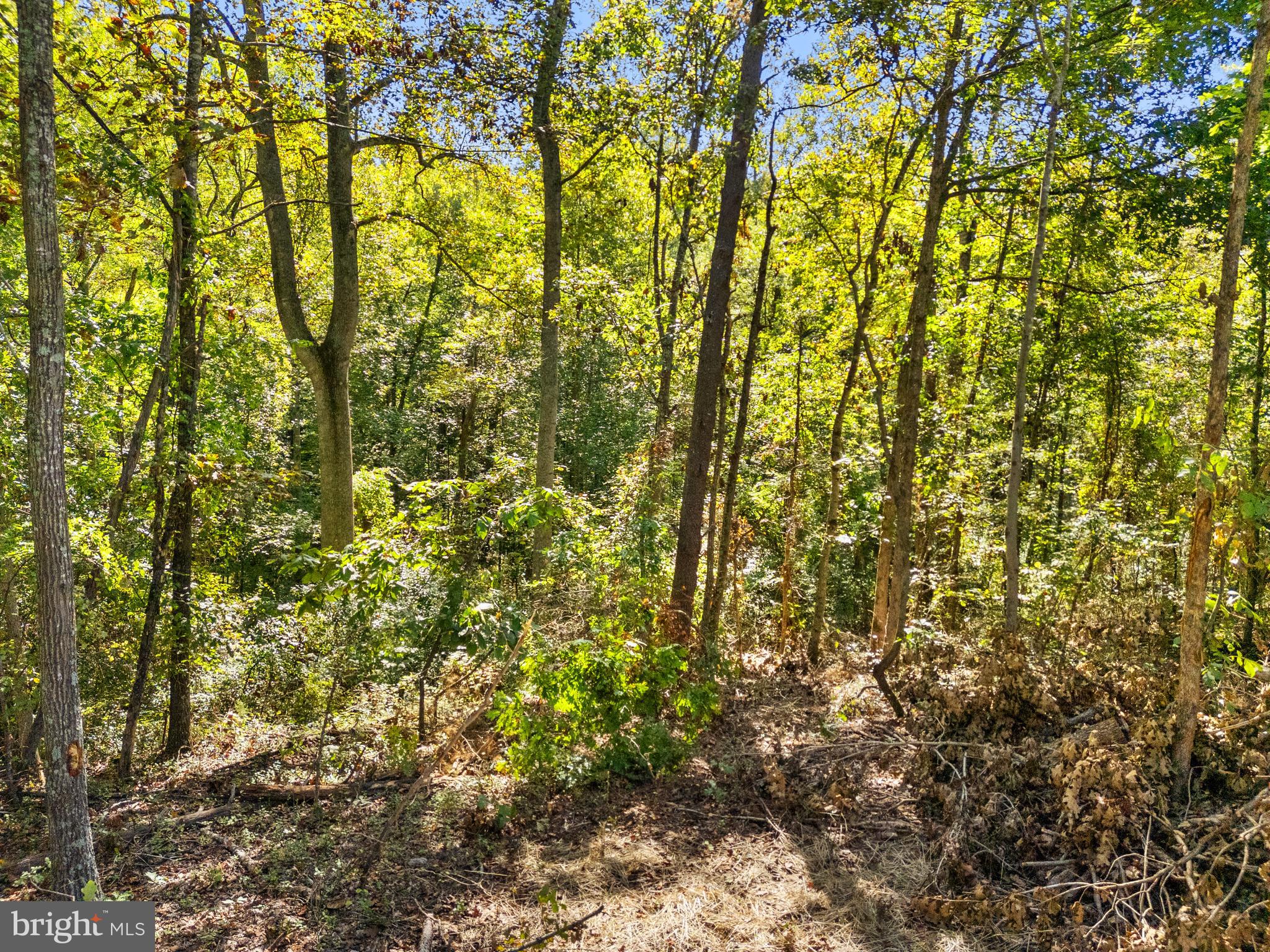Vacant Land Cabin Branch Road Marshall, VA 20115 - Photo 10 of 28 a view of a yard