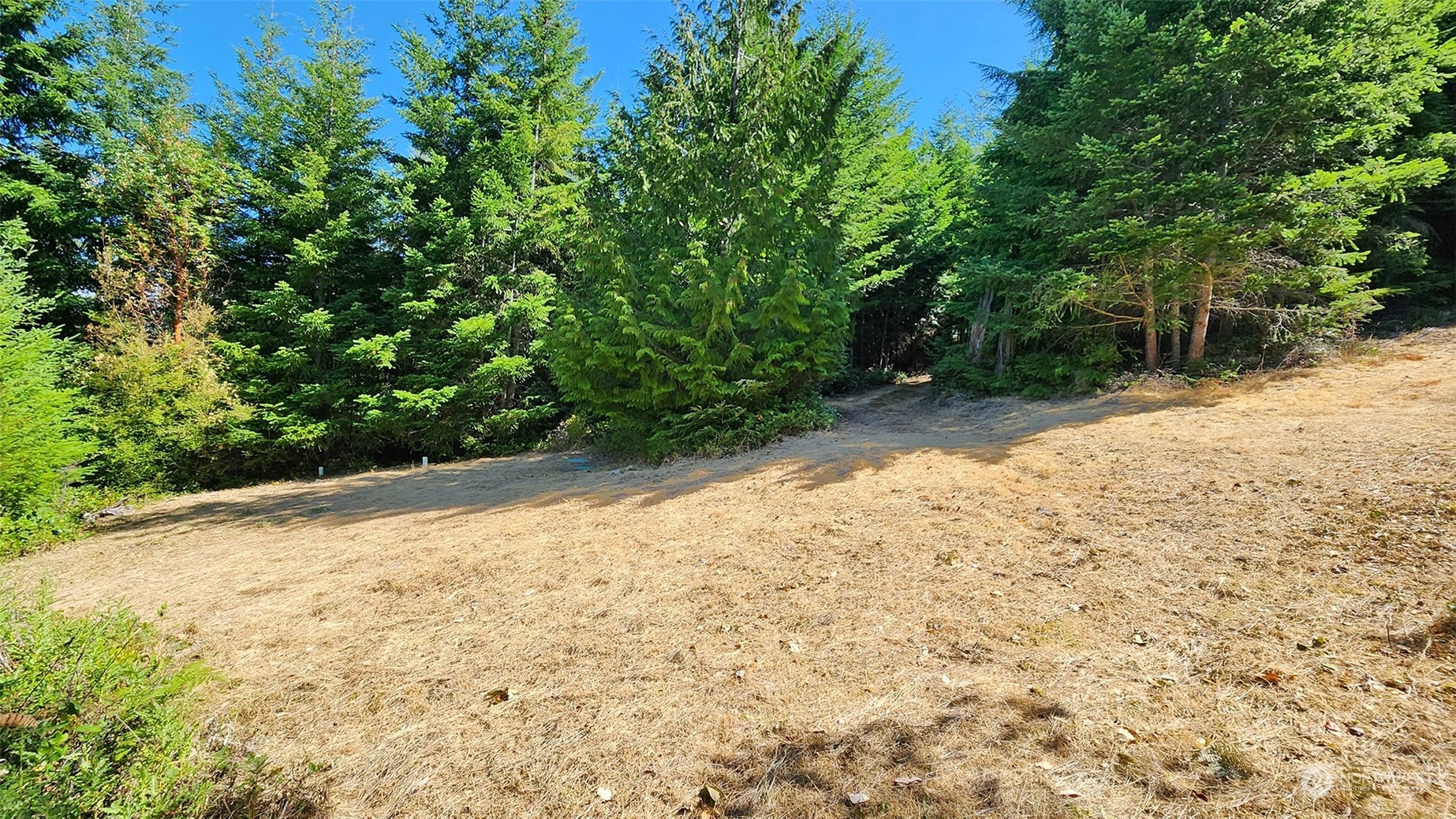 9 Rum Runner Road Lopez Island, WA 98261 - Photo 3 of 10 a view of a yard with plants and trees