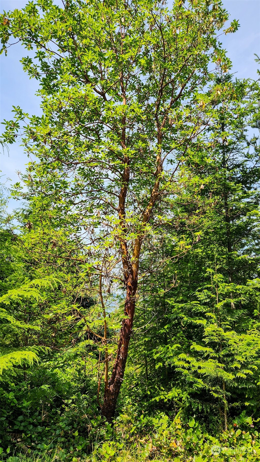9 Rum Runner Road Lopez Island, WA 98261 - Photo 7 of 10 a view of a tree