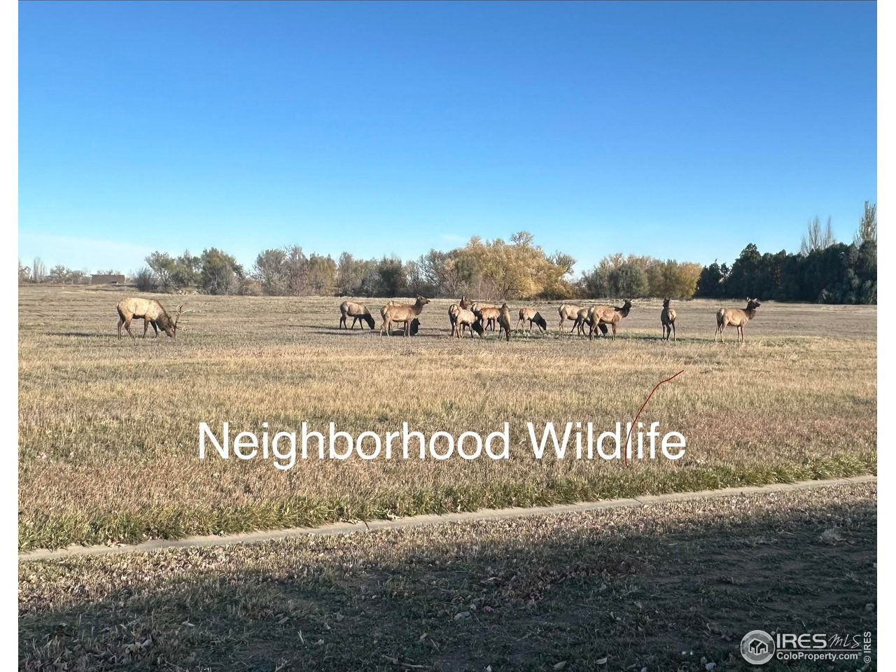 3453 Rhea Drive Loveland, CO 80537 - Photo 33 of 33