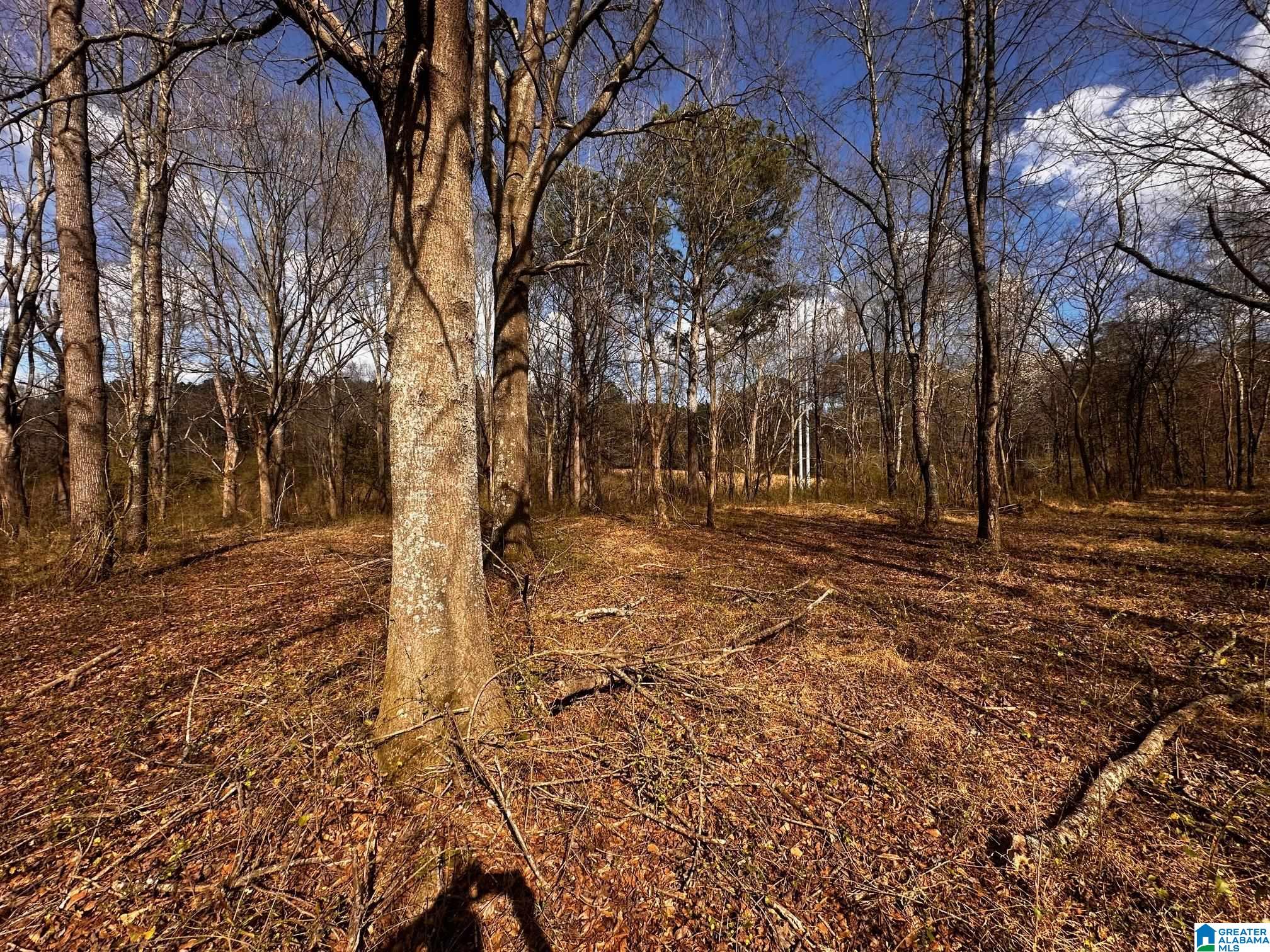 0 Eddy Scant City Road Guntersville, AL 35976 - Photo 9 of 13