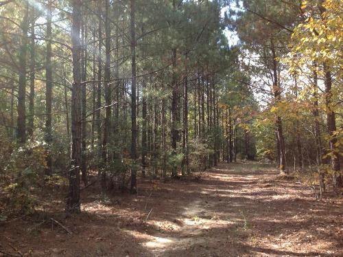0 Mennonite Church Road Stapleton, GA 30823 - Photo 1 of 1 a view of outdoor space and tree