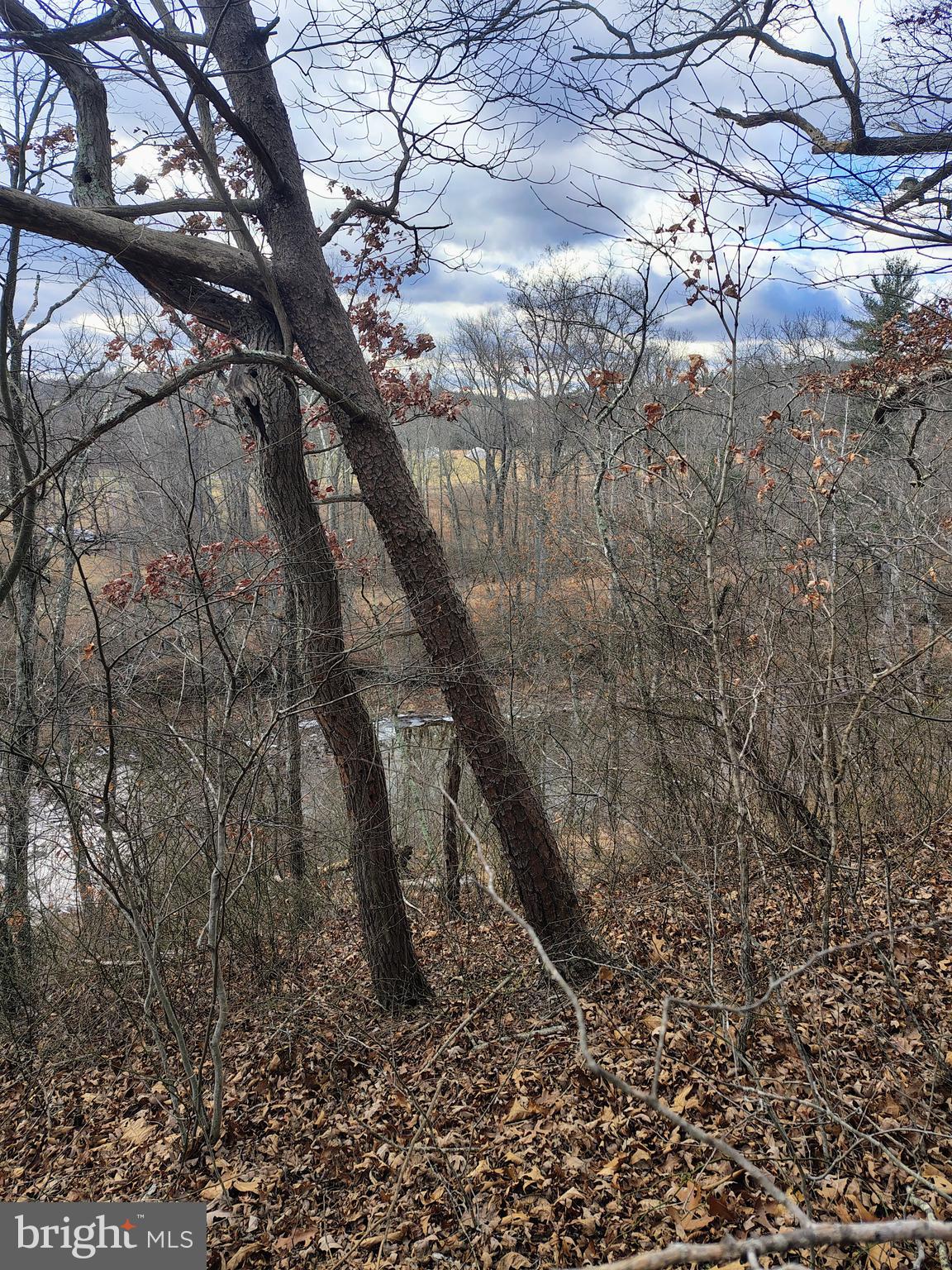 Amulet Lane Berkeley Springs, WV 25411 - Photo 4 of 4 a view of a forest with lots of trees