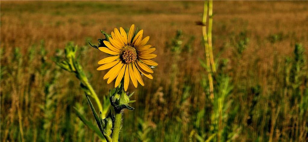 25987 West 215th Street Spring Hill, KS 66083 - Photo 5 of 26