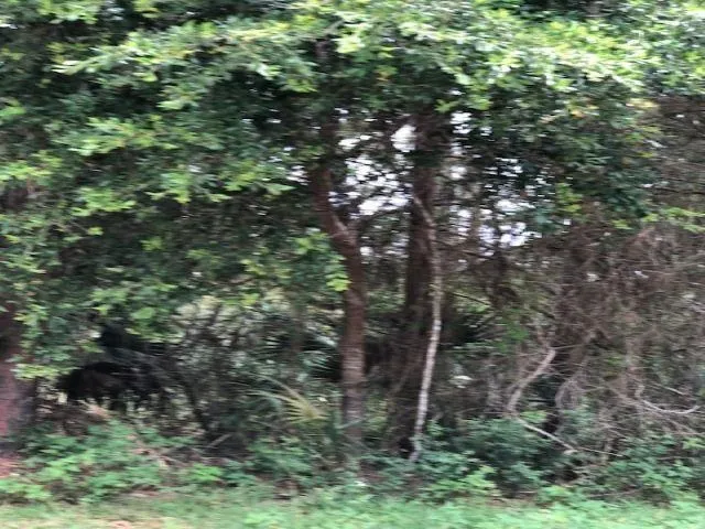 $30,000 | Lot 9 Surf Road, Sopchoppy, FL 32358