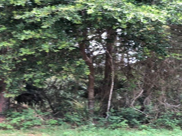 Lot 9 Surf Road Sopchoppy, FL 32358 - Photo 6 of 9