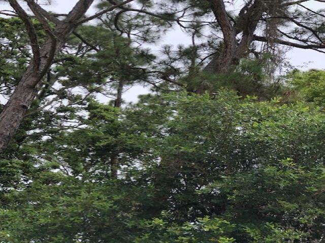 Lot 9 Surf Road Sopchoppy, FL 32358 - Photo 9 of 9