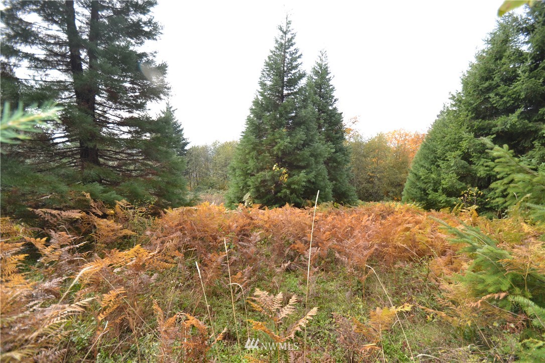 819 Varsity Road Kalama, WA 98625 - Photo 4 of 12 Gallery Image 4