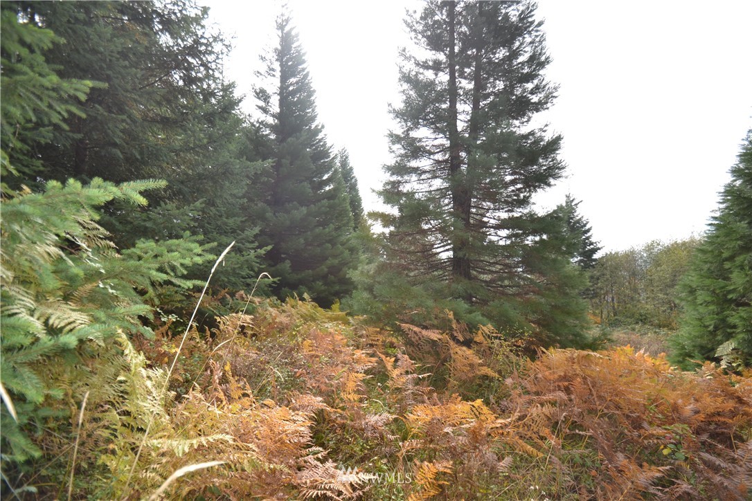 819 Varsity Road Kalama, WA 98625 - Photo 5 of 12 Gallery Image 5