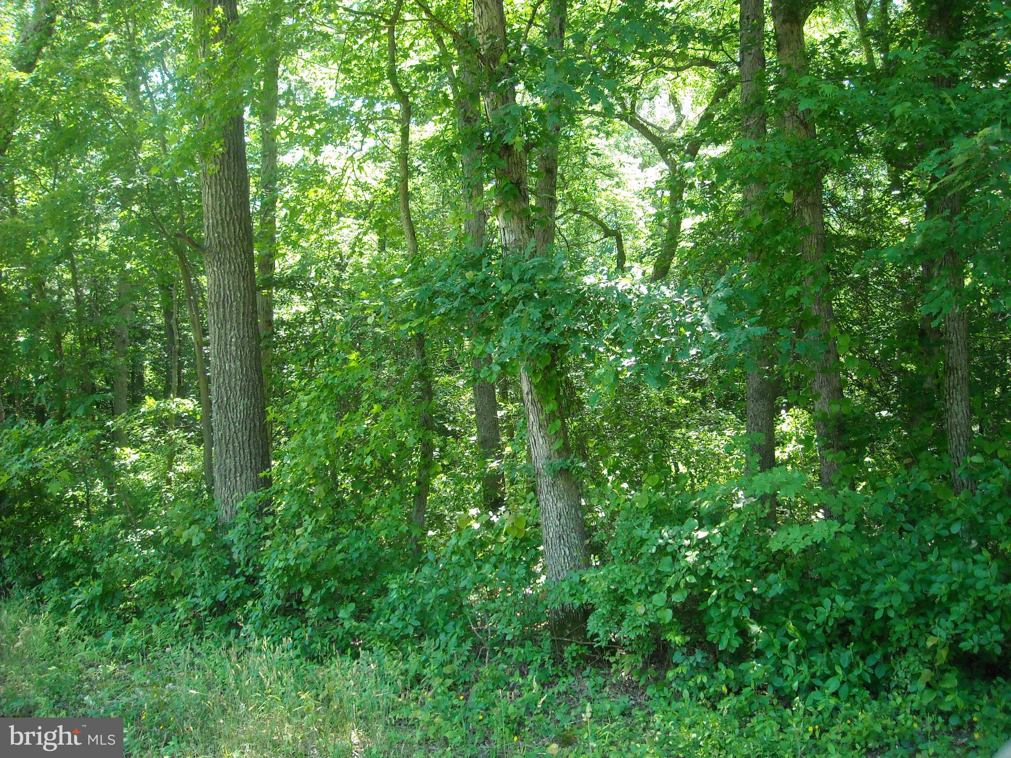 0 Trunk Line Road Henderson, MD 21640 - Photo 2 of 2 Gallery Image 2