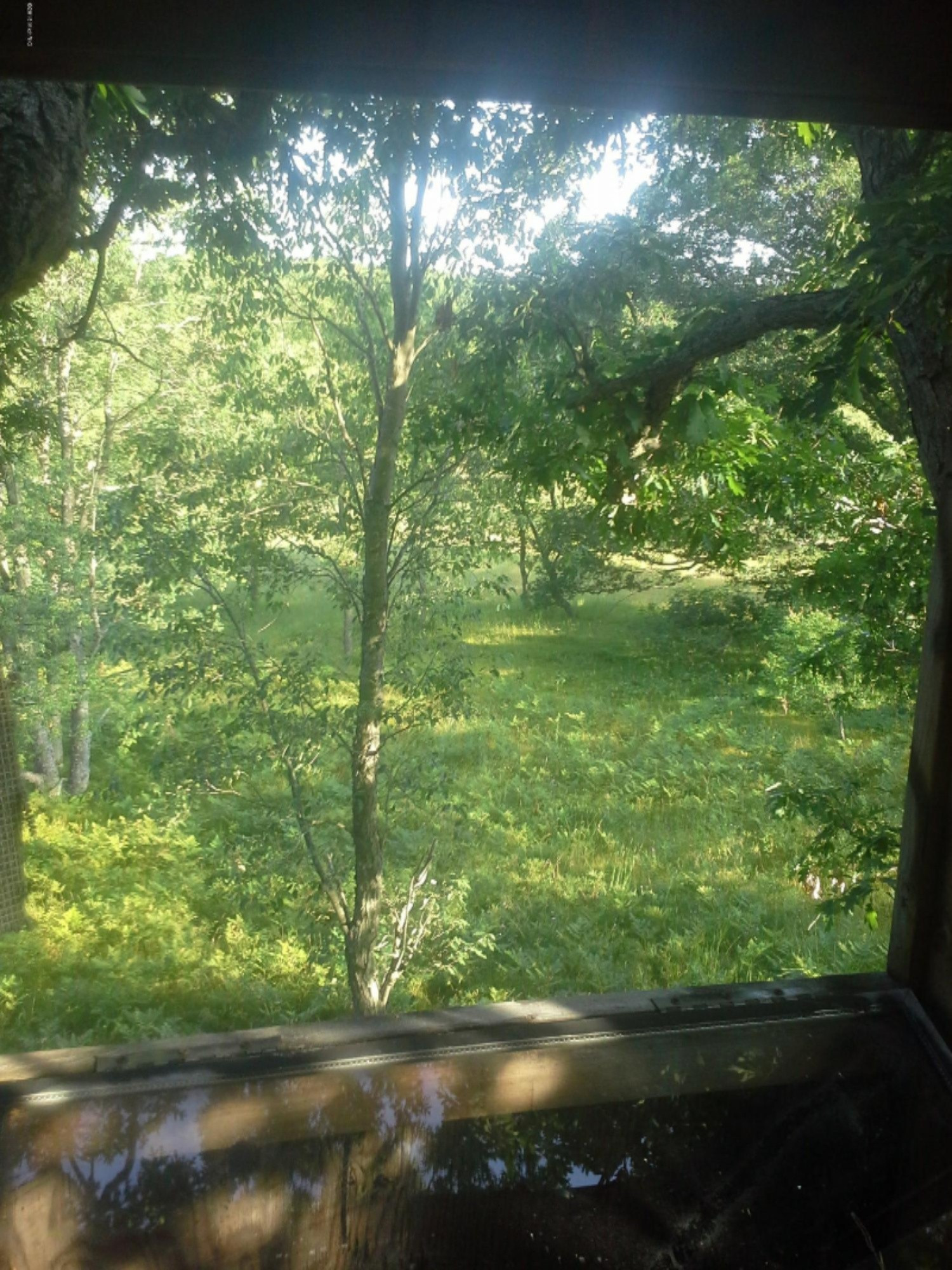 5564 North Elm Avenue Big Rapids, MI 49307 - Photo 23 of 24 20150715_190825 (1)