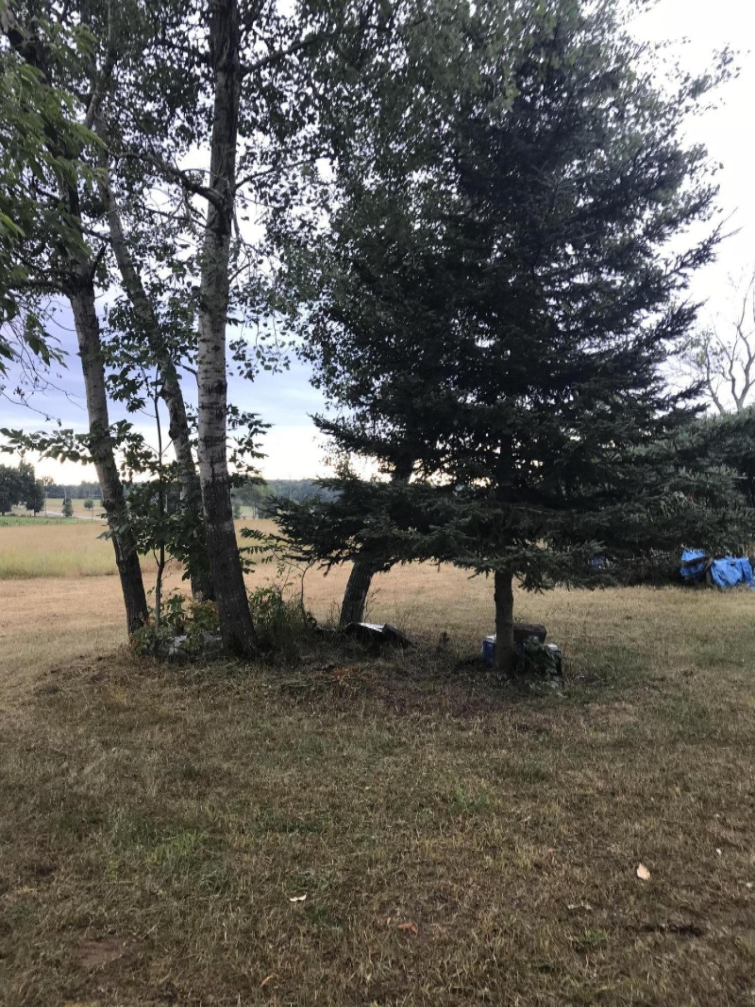 5564 North Elm Avenue Big Rapids, MI 49307 - Photo 5 of 24 IMG_0792