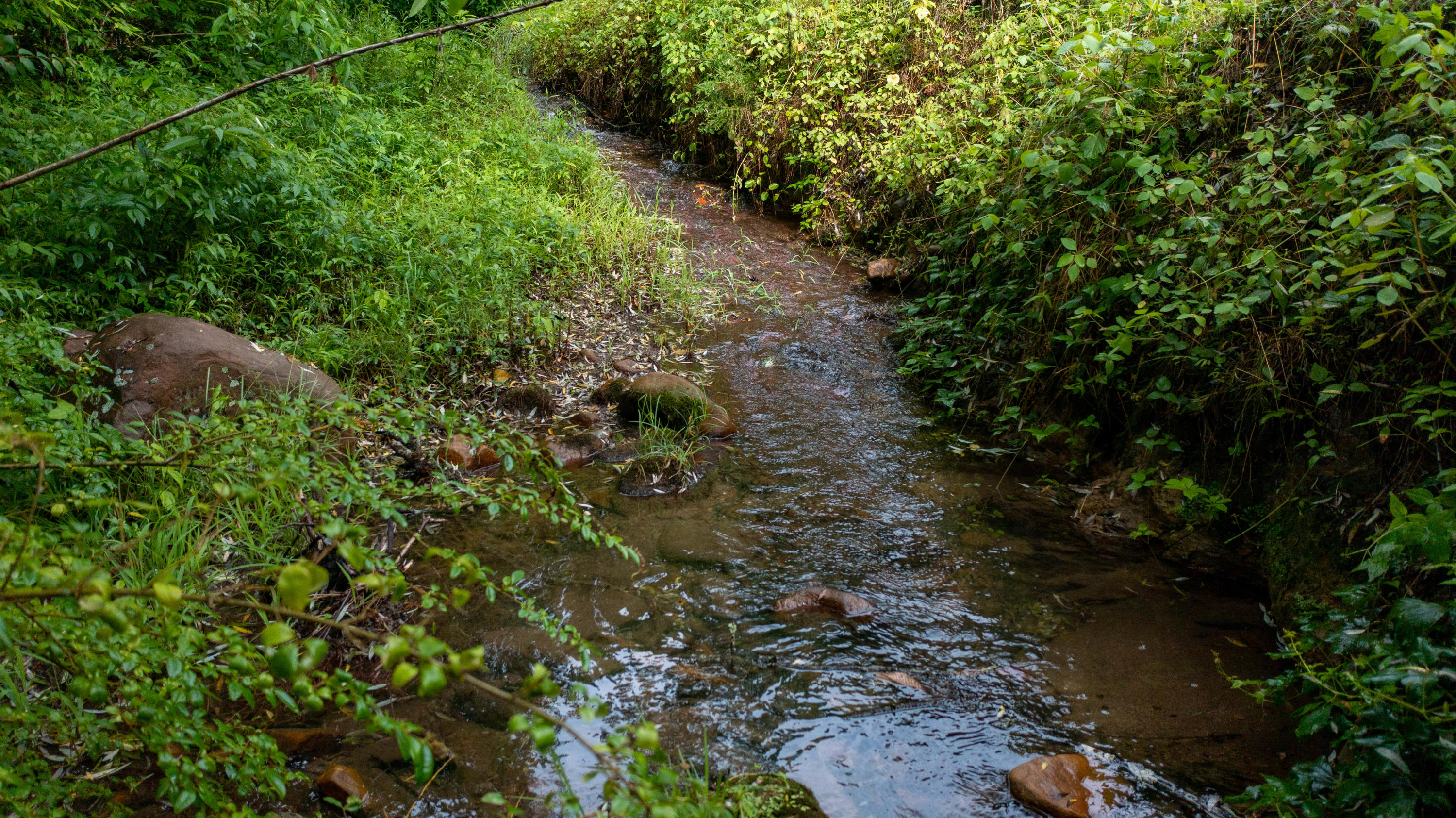 2432 Dripping Springs Road Seymour, TN 37865 - Photo 11 of 29 Creek...