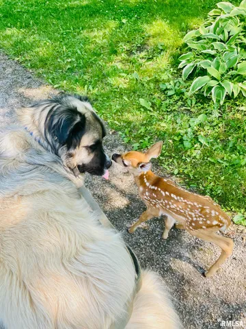 $795,000 | 305 East Martin Drive, Deer Creek, IL 61733